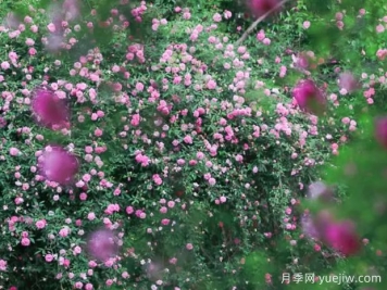 無(wú)錫的薔薇開(kāi)好了，快來(lái)打卡！