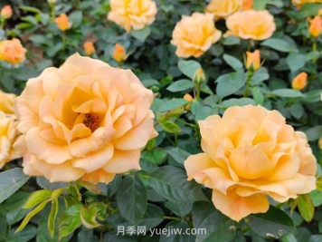 月季并不難養，只需要掌握6個(gè)小妙招