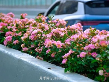武漢城區主干道和高架橋月季花悄然綻放