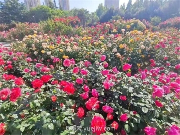 鄭州月季公園40萬(wàn)株月季競相綻放，感受花漾生活