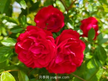 月季紅木香爆花機器，花艷麗花量大花期長(cháng)