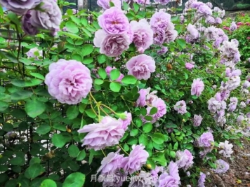 瀘州市古藺大寨花海迷宮進(jìn)入盛花期，打卡高顏值