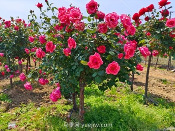 有院子的花友要養幾棵樹(shù)狀月季，花開(kāi)艷麗讓人羨慕