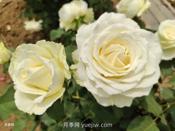 月季有紅蜘蛛，一勺洗潔精兌水居然能搞定