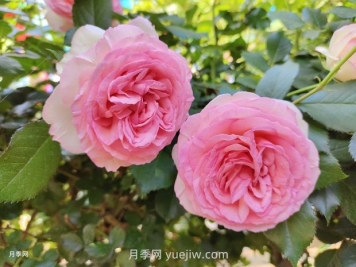 月季花園，美到讓人窒息！