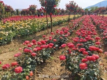2024年第二屆世界月季博覽會(huì )在南陽(yáng)精彩舉辦