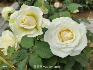 月季花怎么快速復花？6個(gè)技巧讓月季快速復花