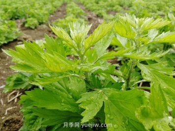 歷代名醫名著(zhù)應用艾草概況