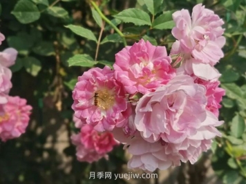 通俗版：薔薇、月季、玫瑰分辨指南