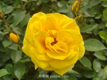 大花月季與豐花月季有什么不同？