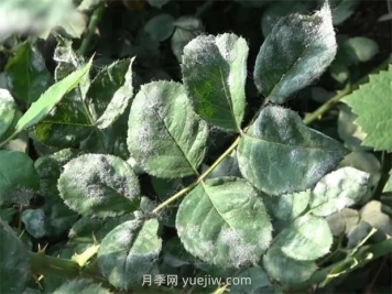 一篇教你學(xué)會(huì )如何看月季葉片認識病蟲(chóng)害
