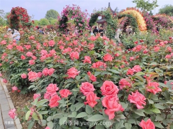 南陽(yáng)：以月季花為媒 花樣經(jīng)濟促繁榮