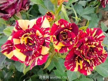 月季基本養護要點(diǎn)：通風(fēng)、光照、澆水