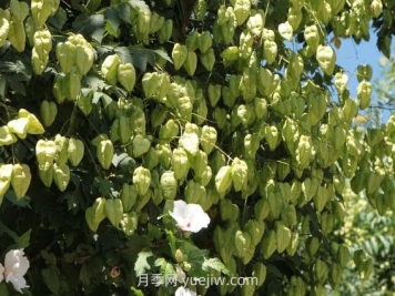 欒樹(shù)什么時(shí)候開(kāi)花？