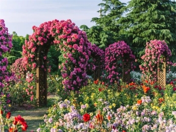 月季天花板，上海濱江森林公園浪漫的月季花墻盛開(kāi)