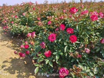 六月份園林養護要點(diǎn)