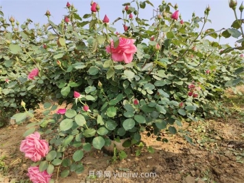 5月養月季如何做？虐一虐，花芽多開(kāi)花早