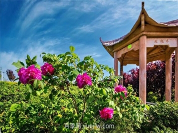 南陽(yáng)臥龍嘉農玫瑰園成網(wǎng)紅打卡地，帶領(lǐng)村民致富