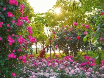 上海前灘休閑公園，月季花海盛景等你賞