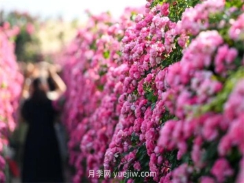 紅河彌勒月季花墻，安吉拉出彩綻放