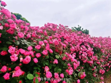 上海放鶴谷無(wú)門(mén)票，30萬(wàn)朵200多種月季開(kāi)成了花海