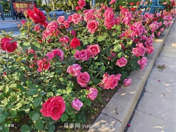 園林綠化中常見(jiàn)月季花類(lèi)型及品種介紹