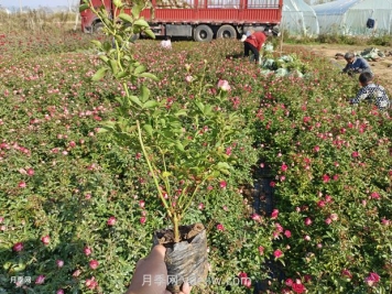 苗木反季節栽植技術(shù)要點(diǎn)
