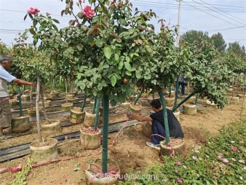 樹(shù)狀月季反季節綠化工程施工技術(shù)要點(diǎn)