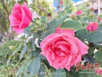 衡陽(yáng)環(huán)江月季花廊喜綻春色