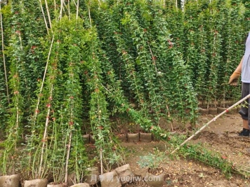 薔薇花怎樣種植？