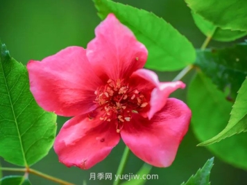 亮葉月季與常見(jiàn)月季有何不同？