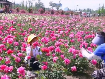 鹽城射陽(yáng)縣鶴鄉菊海8萬(wàn)株月季花盛放，打卡圣地