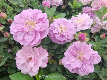 藍色陰雨月季的優(yōu)缺點(diǎn)是什么？有哪些？藍色陰雨月季生長(cháng)條件？