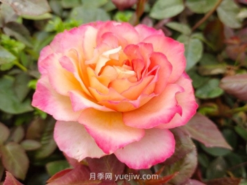 月季花的花語(yǔ)和寓意是什么？