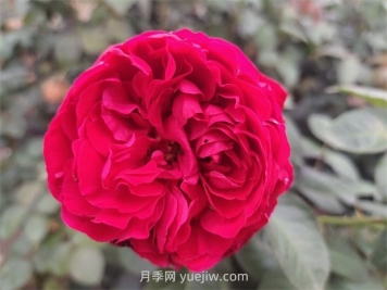 送月季花(切花玫瑰)幾朵各代表什么意思？