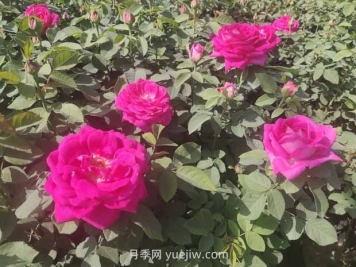 月季白粉病是什么原因造成的？