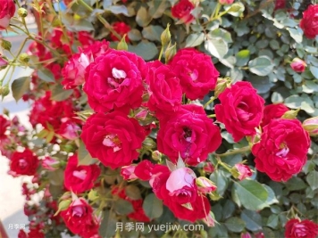 如何解決月季開(kāi)花不旺？