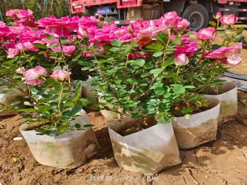 月季種植需要提前準備什么？