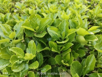 大葉黃楊球多少錢(qián)一棵？