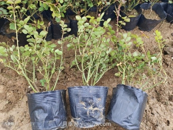 品種月季價(jià)格哪里便宜，多少錢(qián)？