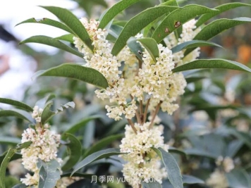 四季桂花的養殖方法的注意事項