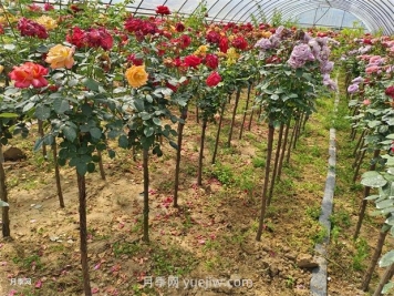 樹(shù)狀月季怎么種植？