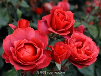 月季和薔薇有什么區別？