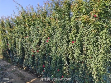 薔薇和藤本月季哪個(gè)比較好養？