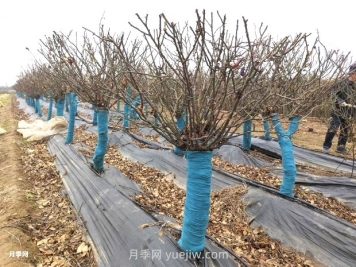 月季花冬天能移栽活嗎？