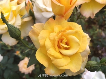 月季花好養嗎？