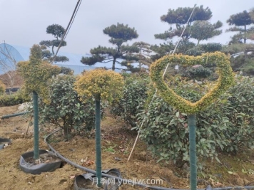 綠化苗木種植怎樣養護？
