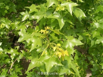 元寶楓需要什么樣的生長(cháng)環(huán)境？
