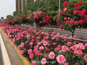 綠化養護如何提高管理？