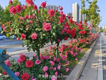 園林植物種植設計的原則是什么？